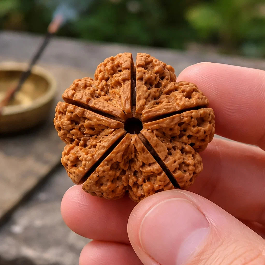 Nepali 5 mukhi Rudraksha arranged in a separate traditional product setting