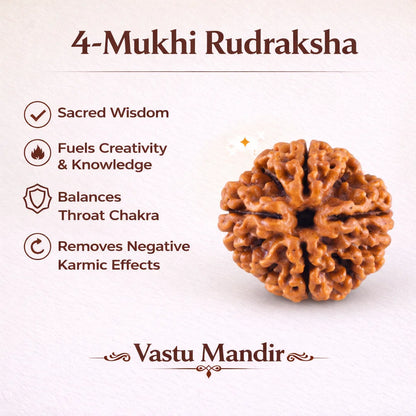 4 mukhi Rudraksha infographic summarising visible product features